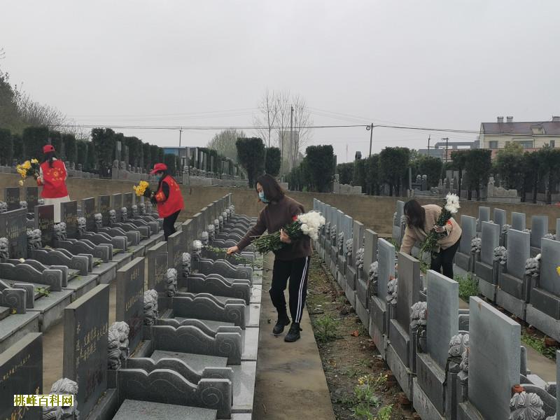 骨灰植入大树获新生，郑州开启“创新生态树葬”实验
